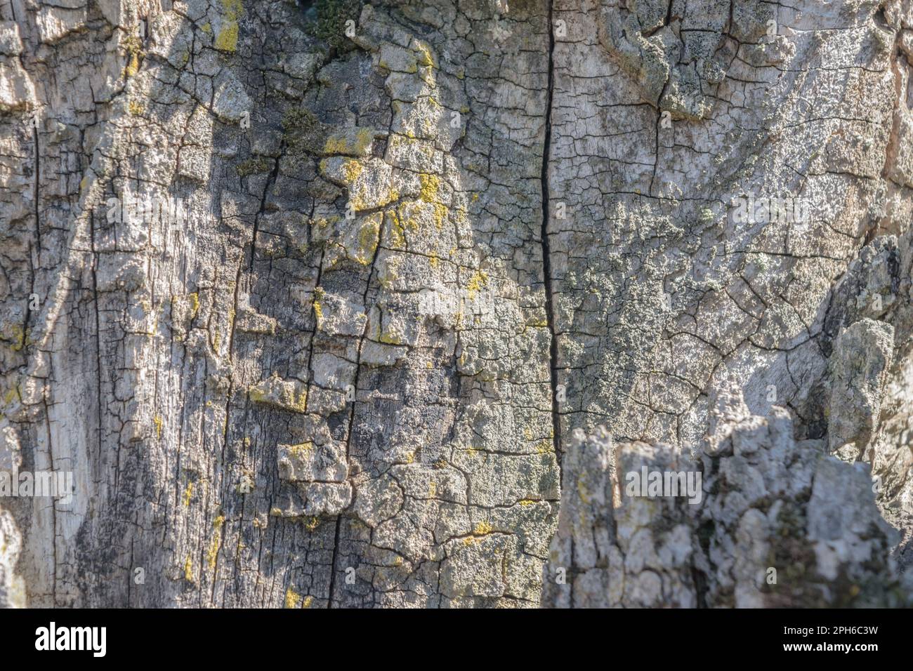 Hintergrund aus Holz in natürlichem Tagesrahmen Stockfoto