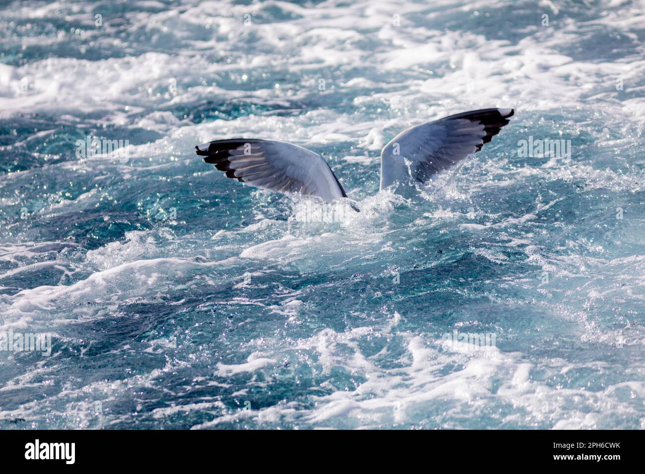 Gelbbeinmöwe (Larus michahellis) taucht, um Fische im Mittelmeer zu füttern Stockfoto