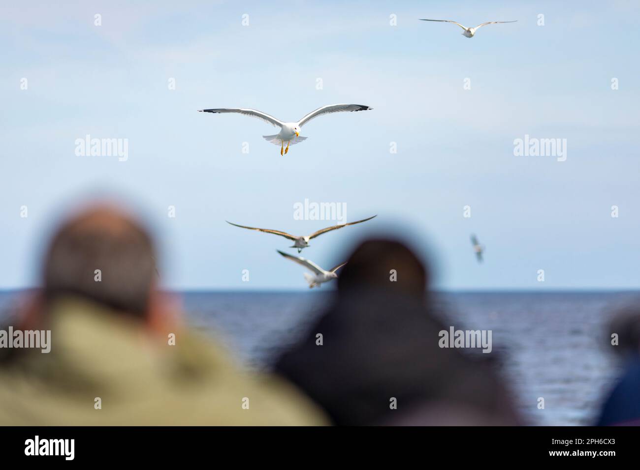 Vogelbeobachter und Fotografen in einem Boot mit Blick auf eine Gelbbeinmöwe (Larus michahellis) im Mittelmeer Stockfoto