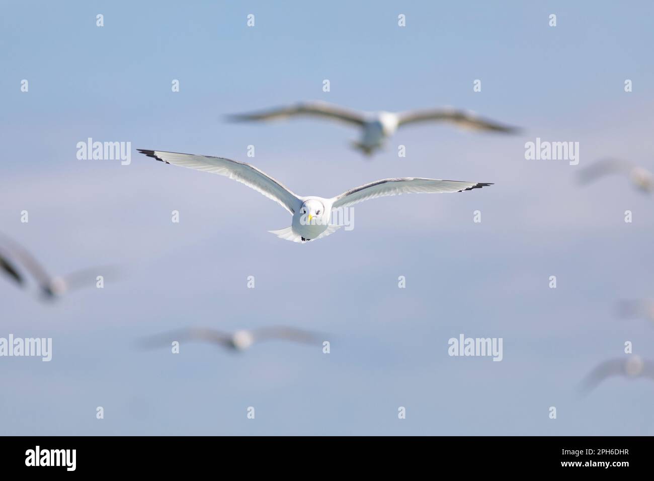 Schwarzbein-Kittiwake (Rissa tridactyla) über das Mittelmeer Stockfoto