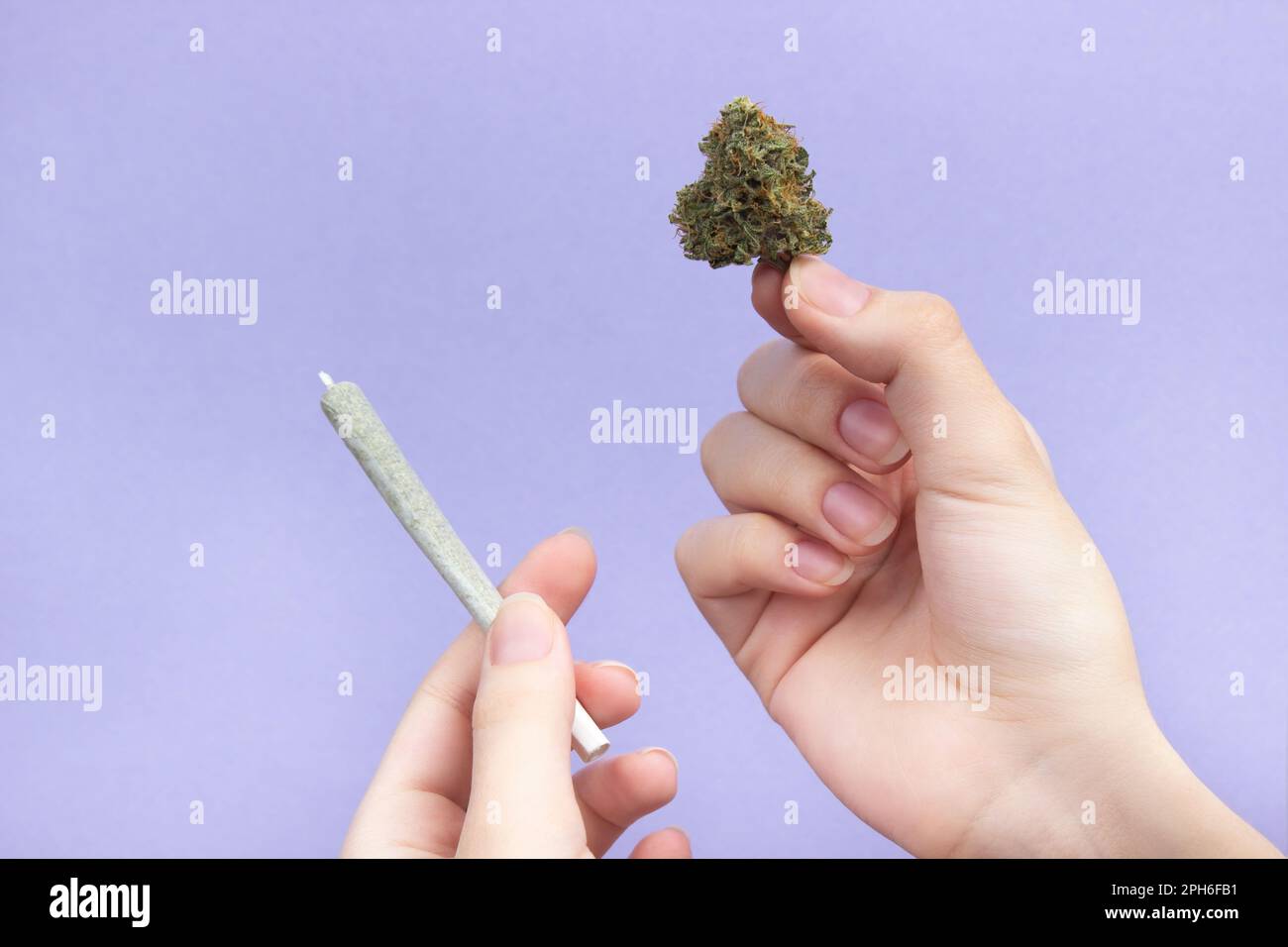 Die Hand einer Frau mit natürlichen Nägeln hält einen trockenen Knospen medizinischen Marihuana mit ihren Fingern und ein Cannabisgelenk in der anderen Hand auf einem hellvioletten Rücken Stockfoto