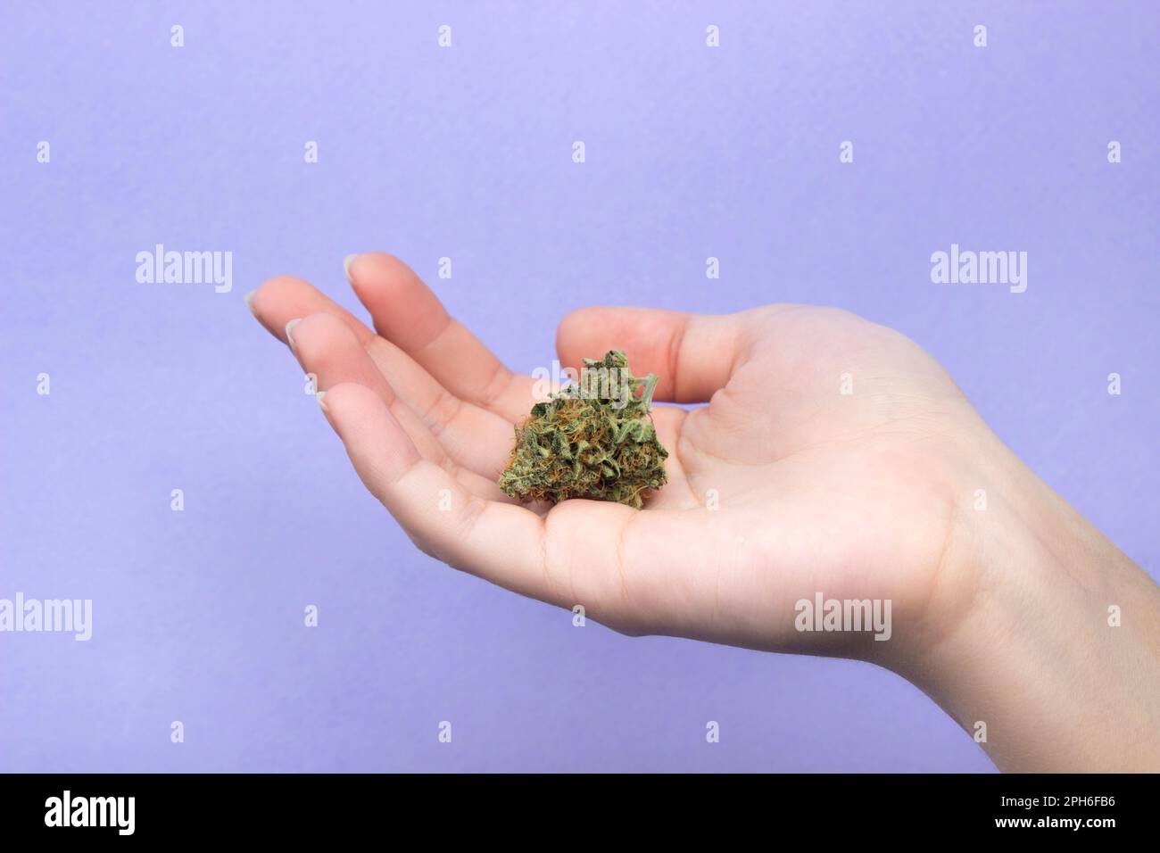 Die Hand einer Frau mit natürlichen Nägeln hält eine trockene Knospe medizinischen Marihuana in der Handfläche auf einem hellvioletten Hintergrund. Speicherplatz kopieren Stockfoto