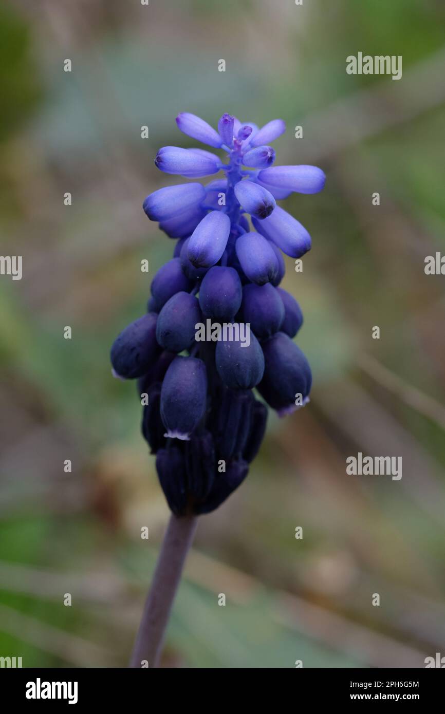 Traubenhyazinthen (Muscari neglectum) Stockfoto