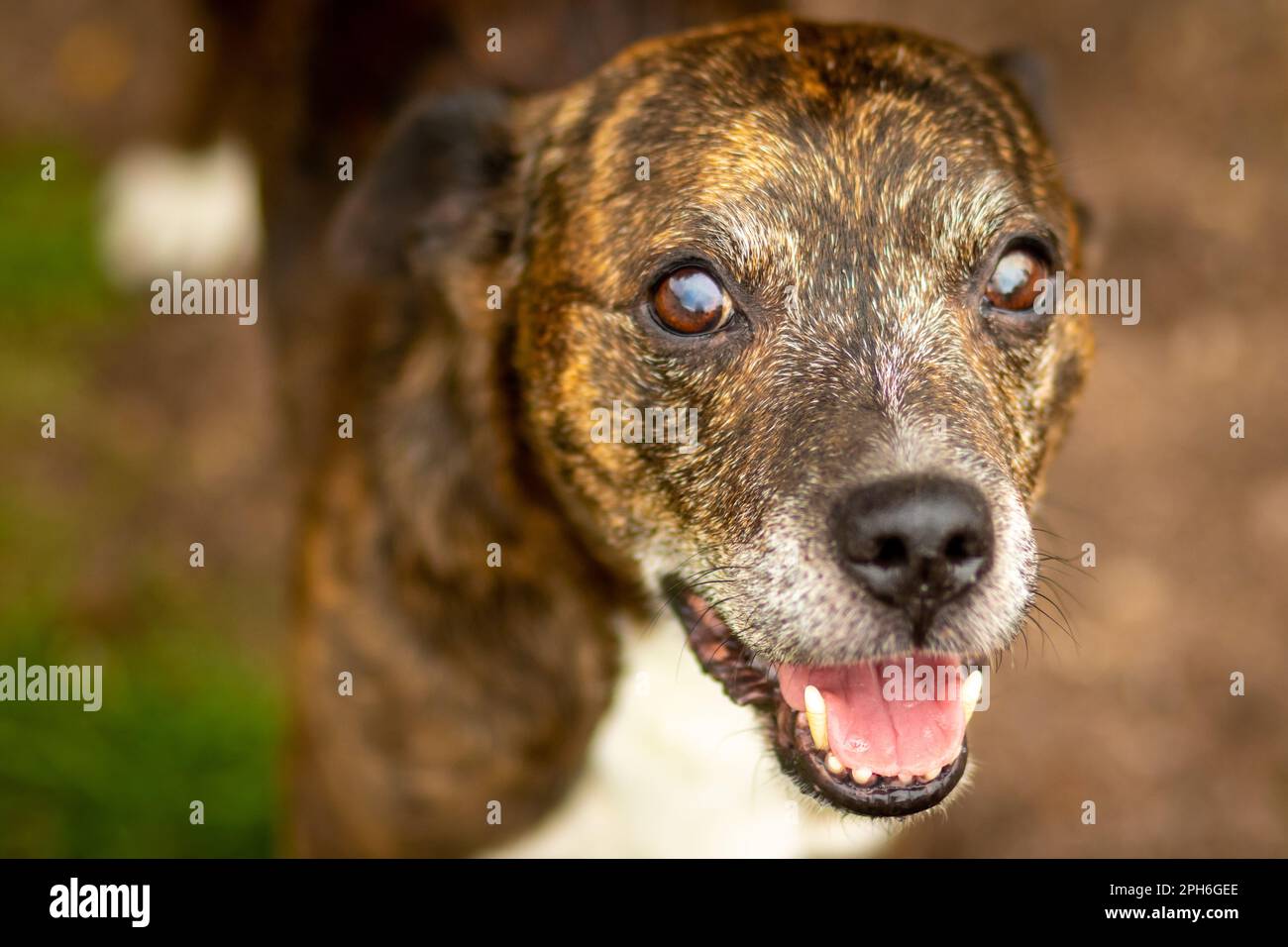 Ohren runter - leicht ängstlicher Hund, der auf einen Befehl wartet Stockfoto
