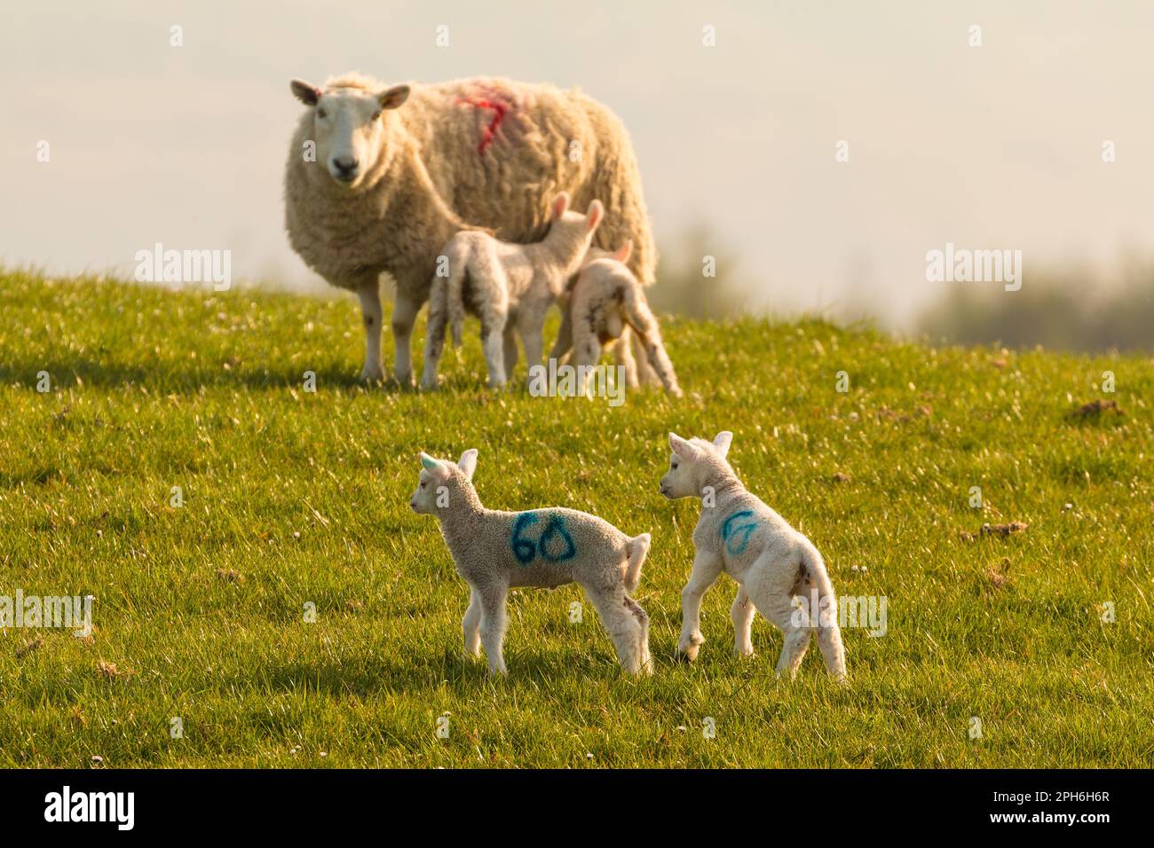 Blick auf die grünen Hügel in Yorkshire Dales, Cumbria. Schafe weiden auf der Weide. Ländliche Landschaft, Nord-Großbritannien. Stockfoto