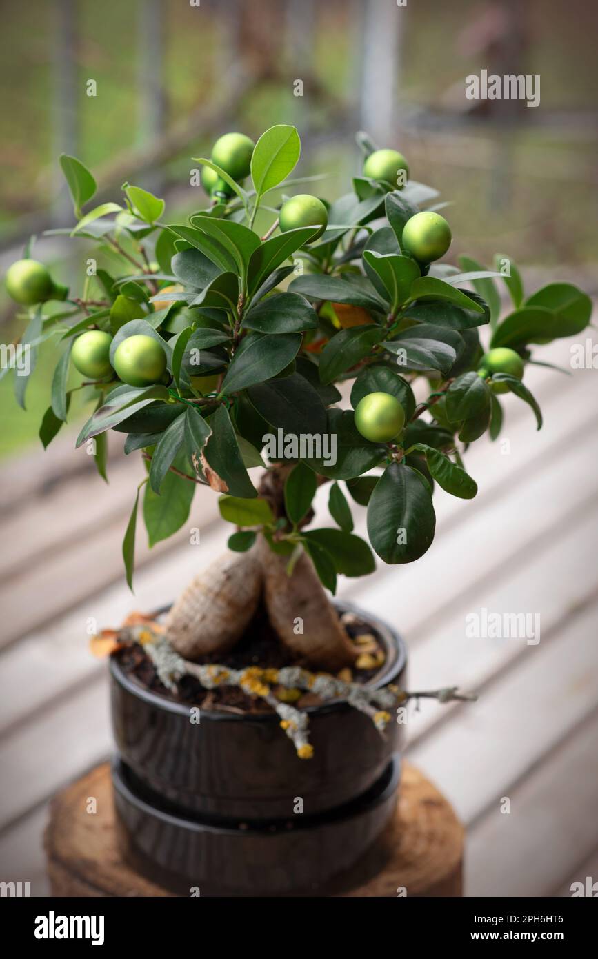 Nahaufnahme eines wunderschönen Bonsai Ficus Ginseng in einem schwarzen Topf. Bonsai Ficus Ginseng dekoriert mit Spielzeug, das wie ein Olivenbaum aussieht Stockfoto