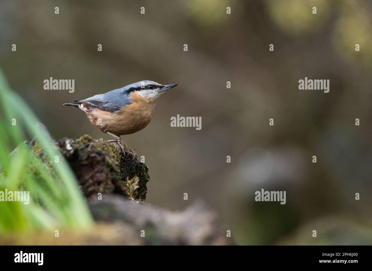 Nuthatch (Sitta europaea) hoch oben auf einem alten Baumstumpf Stockfoto