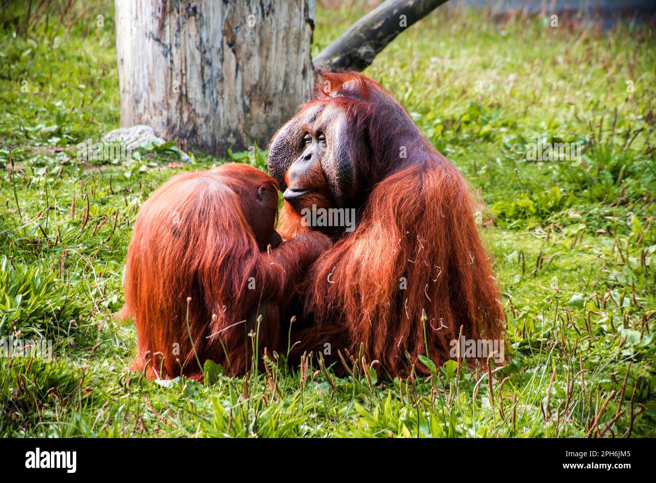 Zwei orangefarbene Orang-Utan in einem Zoo Stockfoto