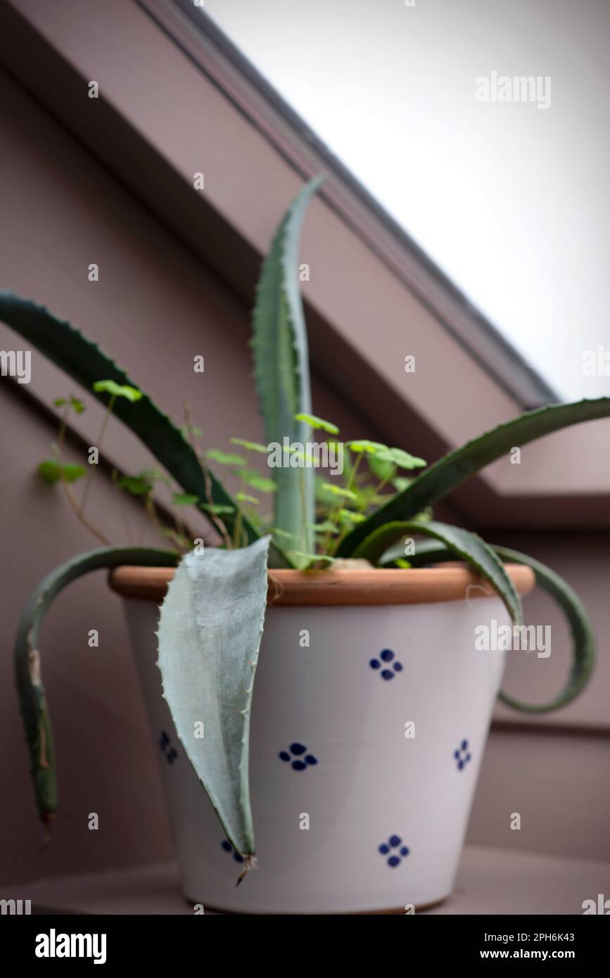 Aloe Vera Pflanze auf der Fensterbank Stockfotografie - Alamy