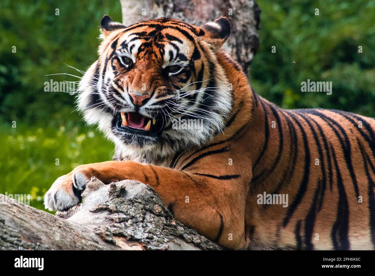 Nahaufnahme eines tosenden Tigers Stockfoto
