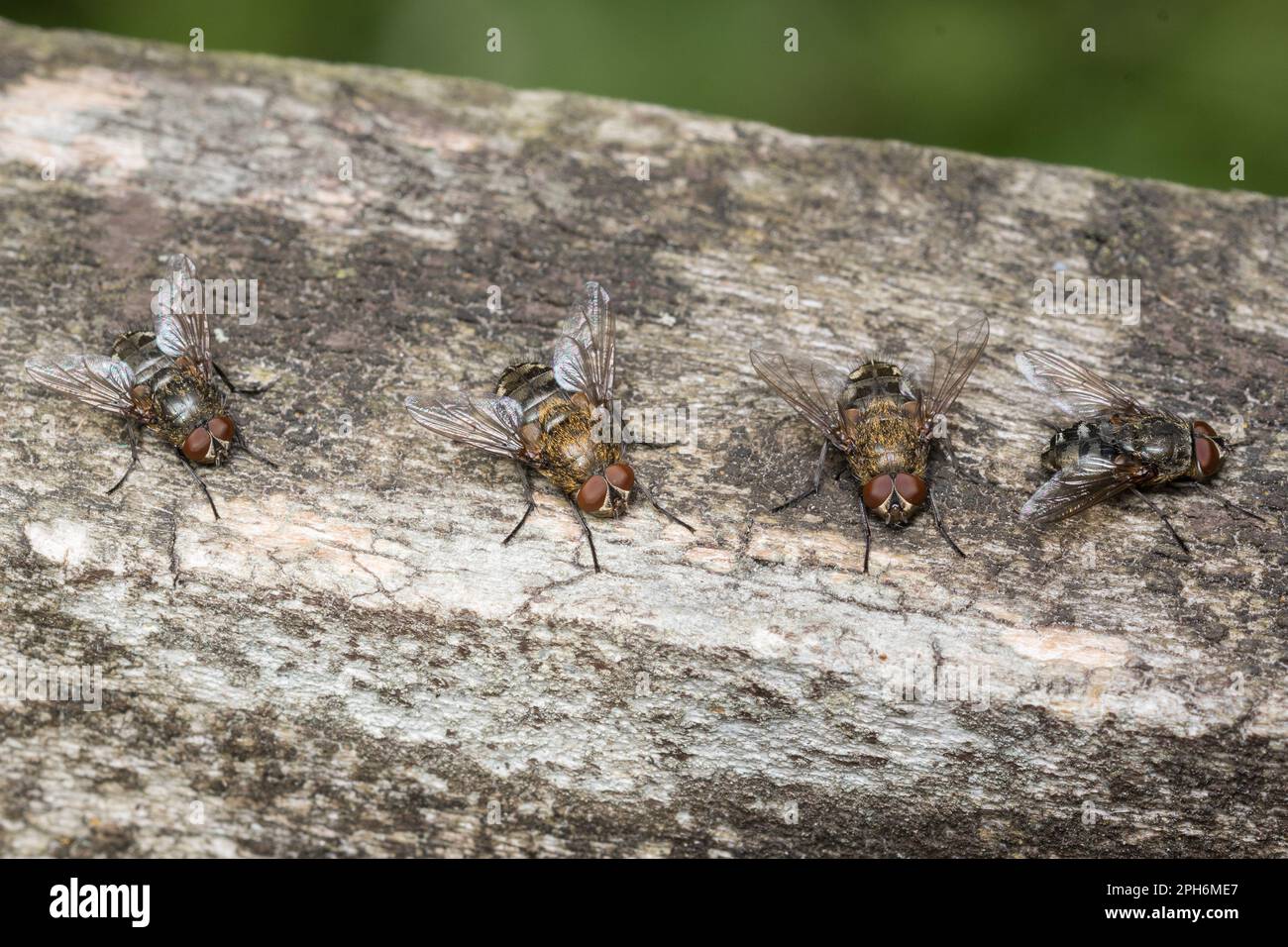 Eine Gruppe von Sammelfliegen (Pollenia sp.) treffen sich auf einem Holzzaun in Thornley Woods, Gateshead, Nordostengland Stockfoto