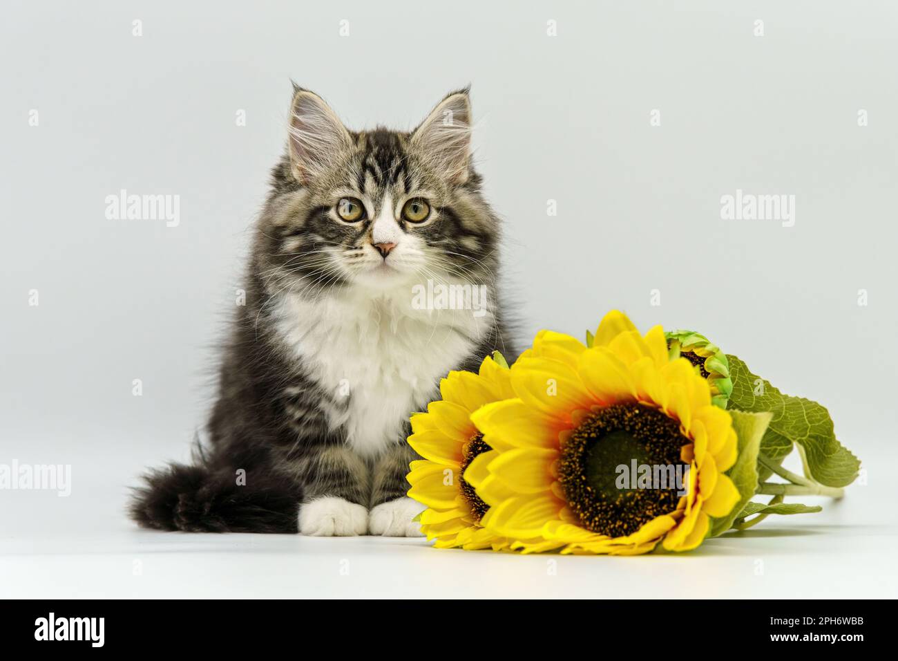 Sibirisches Kätzchen auf weißem Hintergrund mit einer Sonnenblume Stockfoto