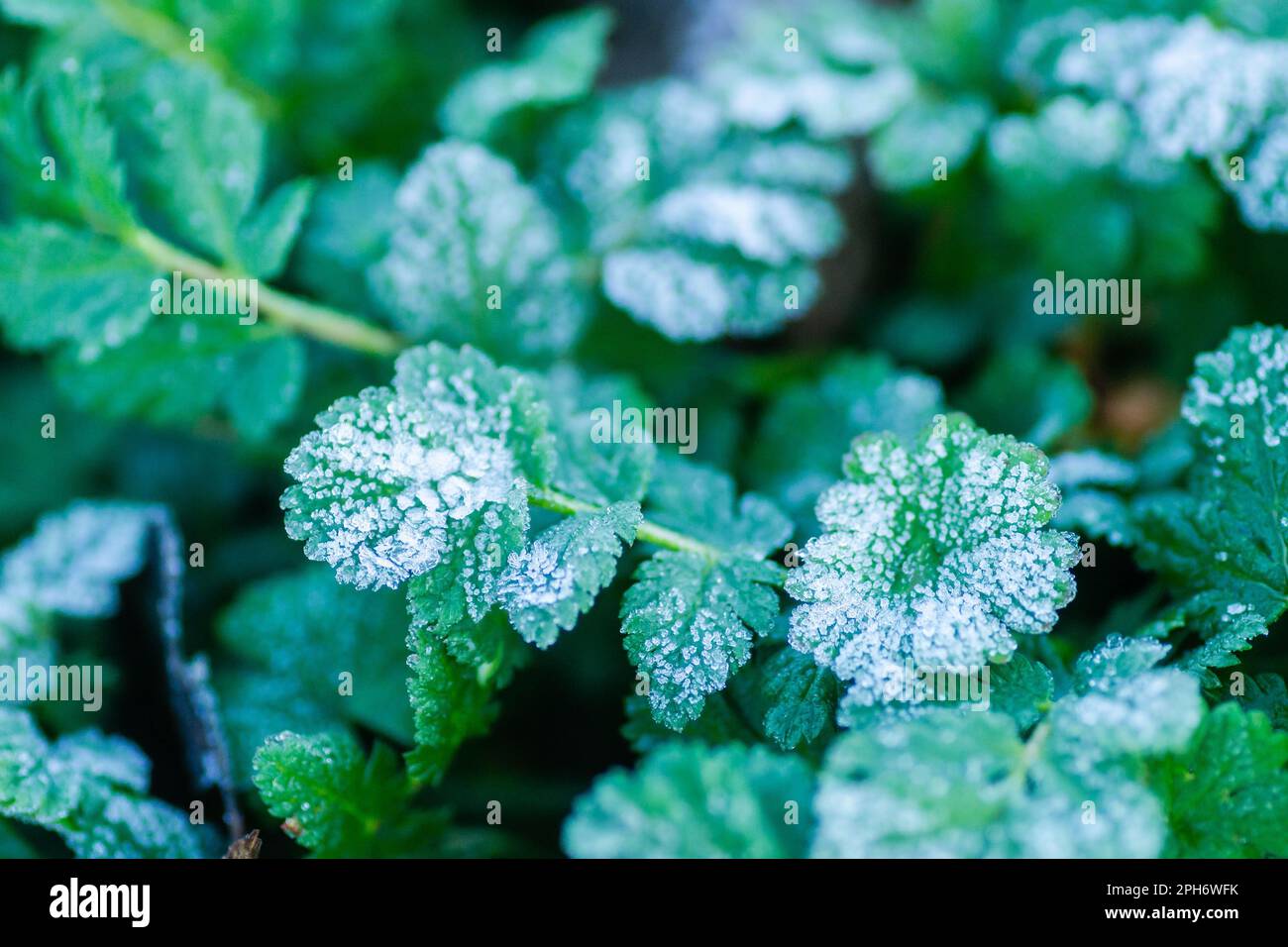Grüne Wiesenblätter, die mit Morgenfrost bedeckt sind. Stockfoto