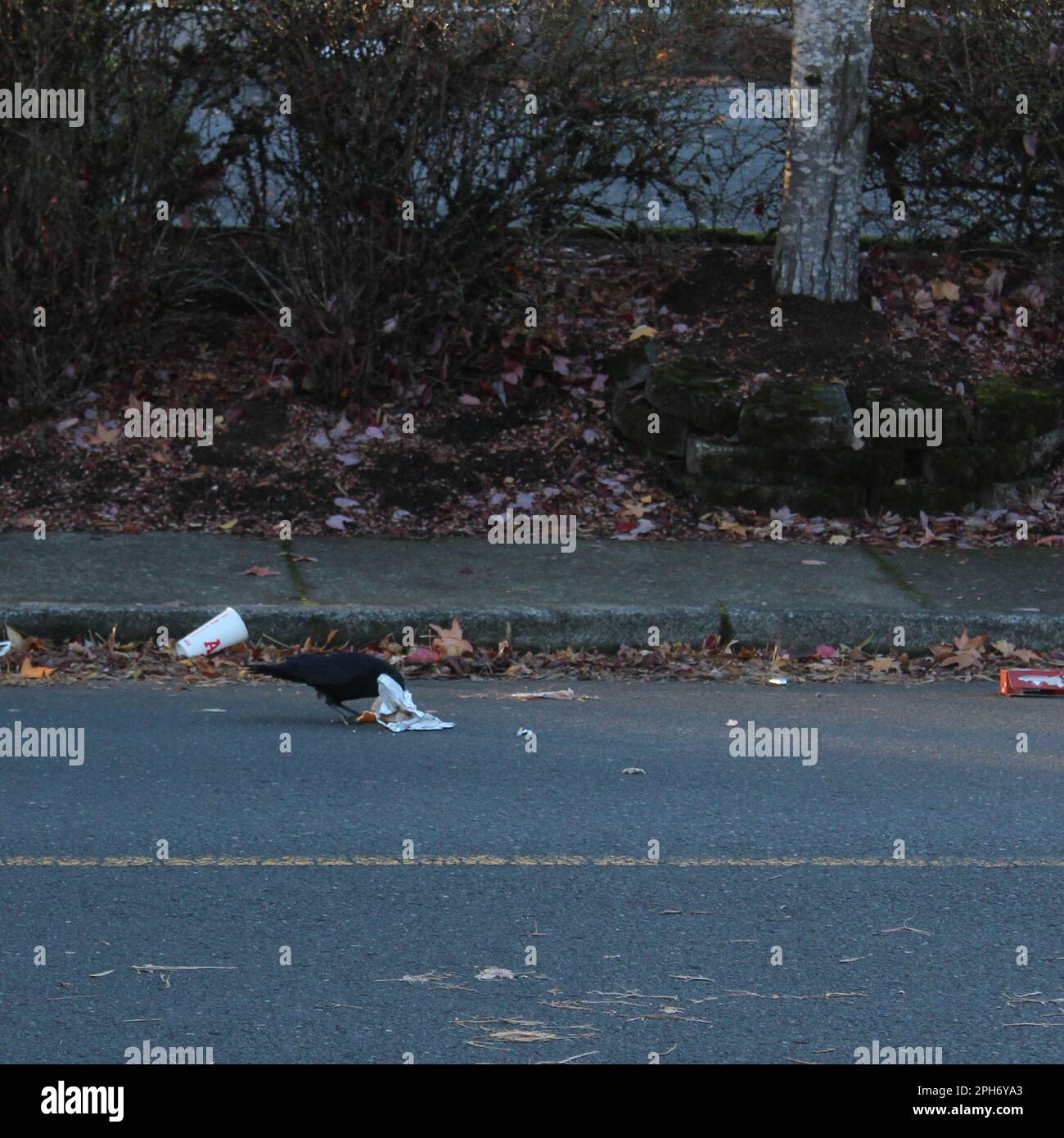 Crow schnappt sich Müll auf der Straße Stockfoto