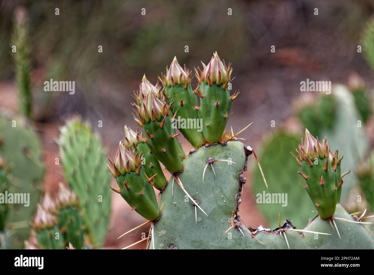 Knospen auf einem Kaktus mit Stachelbirnen im Zion-Nationalpark, Utah, USA Stockfoto