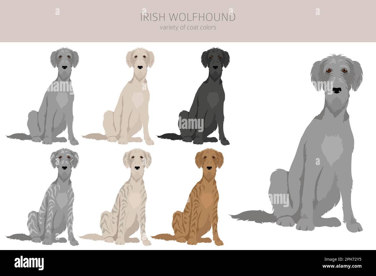 Irish Wolfhound Clipart. Verschiedene Posen, Fellfarben eingestellt. Vektorgrafik Stock Vektor