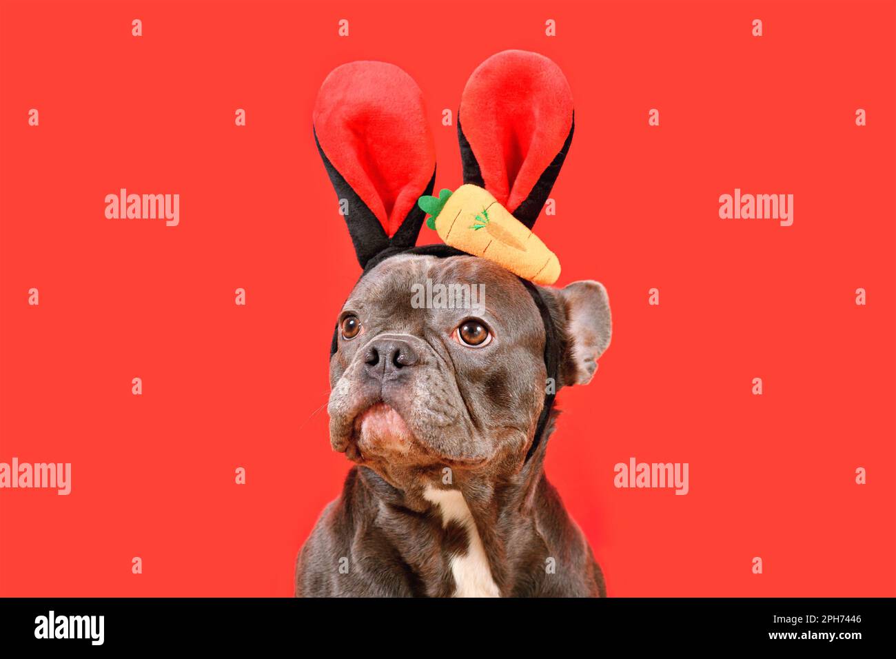 Französischer Bulldog in Osterhäschen-Kostümen mit Karotten auf rotem Hintergrund Stockfoto