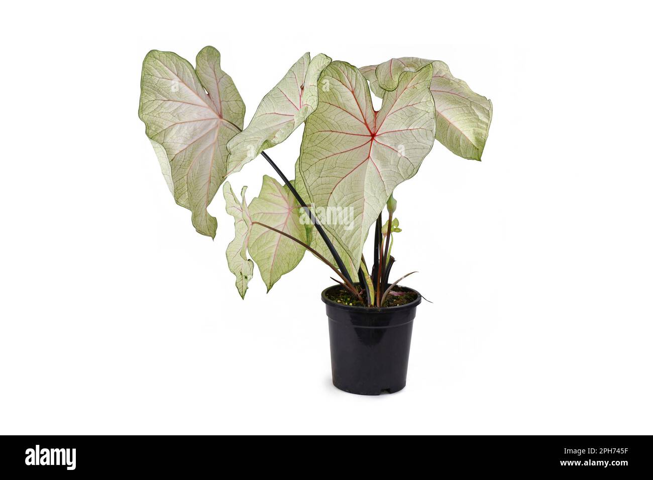 Exotische „Caladium White Queen“-Zimmerpflanze mit weißen Blättern und rosa Adern in schwarzem Blumentopf Stockfoto