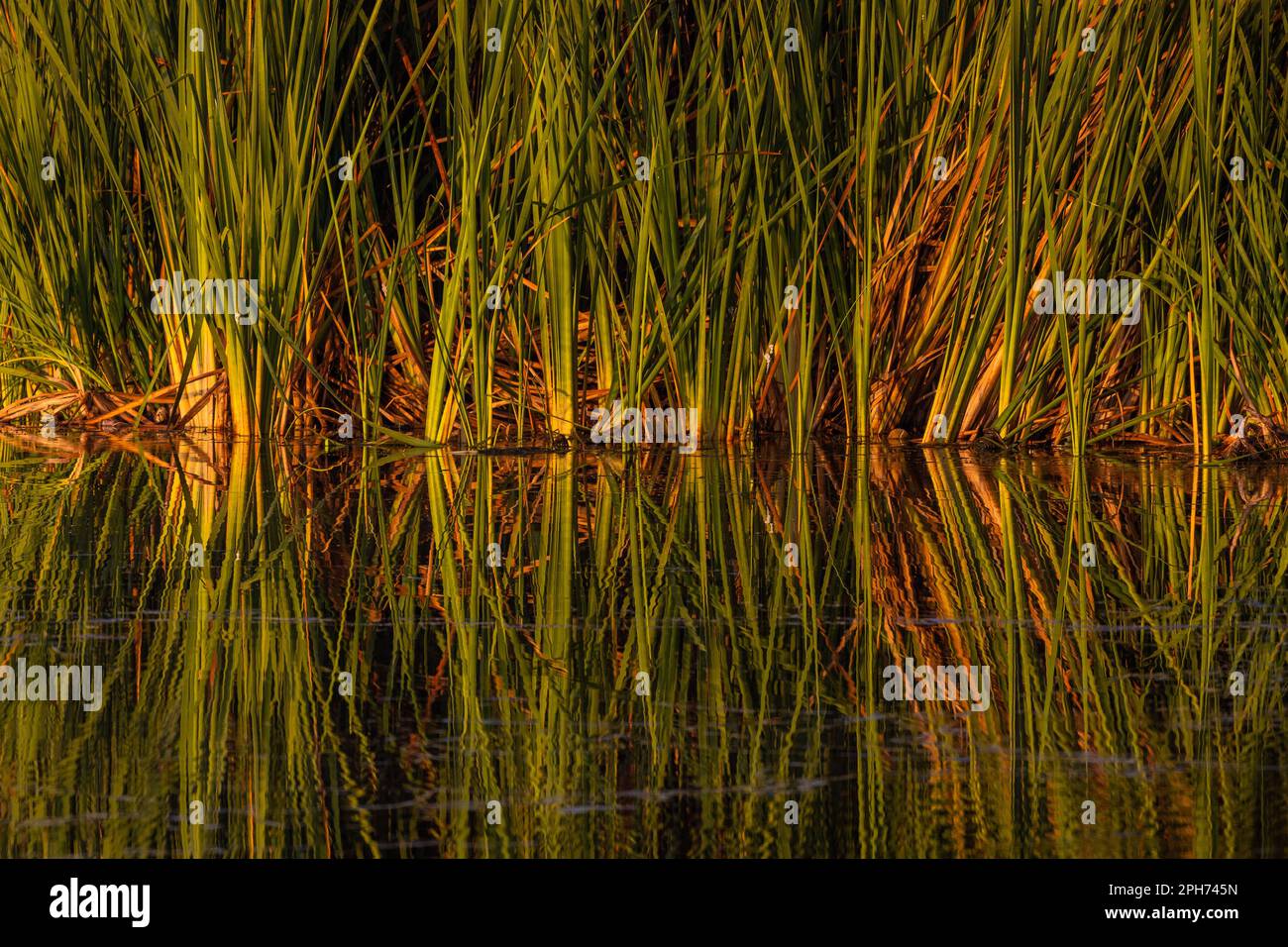 Hohes, grünes Gras im Wasser mit Reflexion in Florida während des Winters Lake Apopka Stockfoto