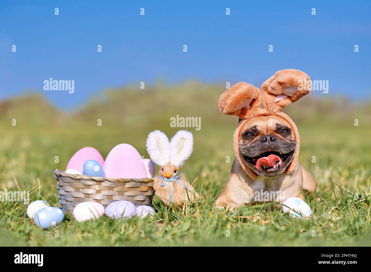 Fröhlicher französischer Bulldog mit Kaninchenkostüm-Ohren neben ostereiern Stockfoto