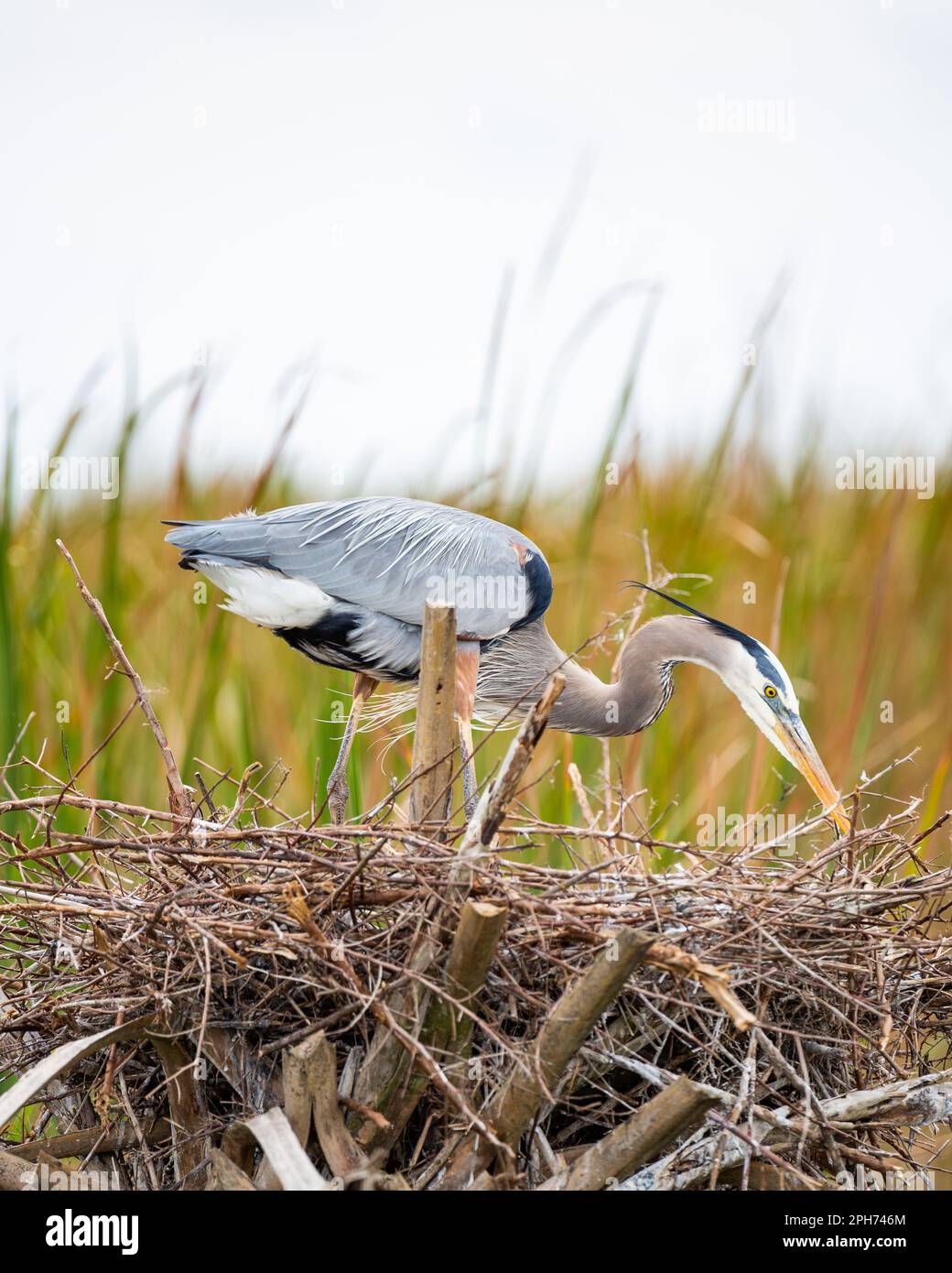 Der große Blaue Reiher steht auf dem Nest am Lake Apopka, Florida, USA Stockfoto