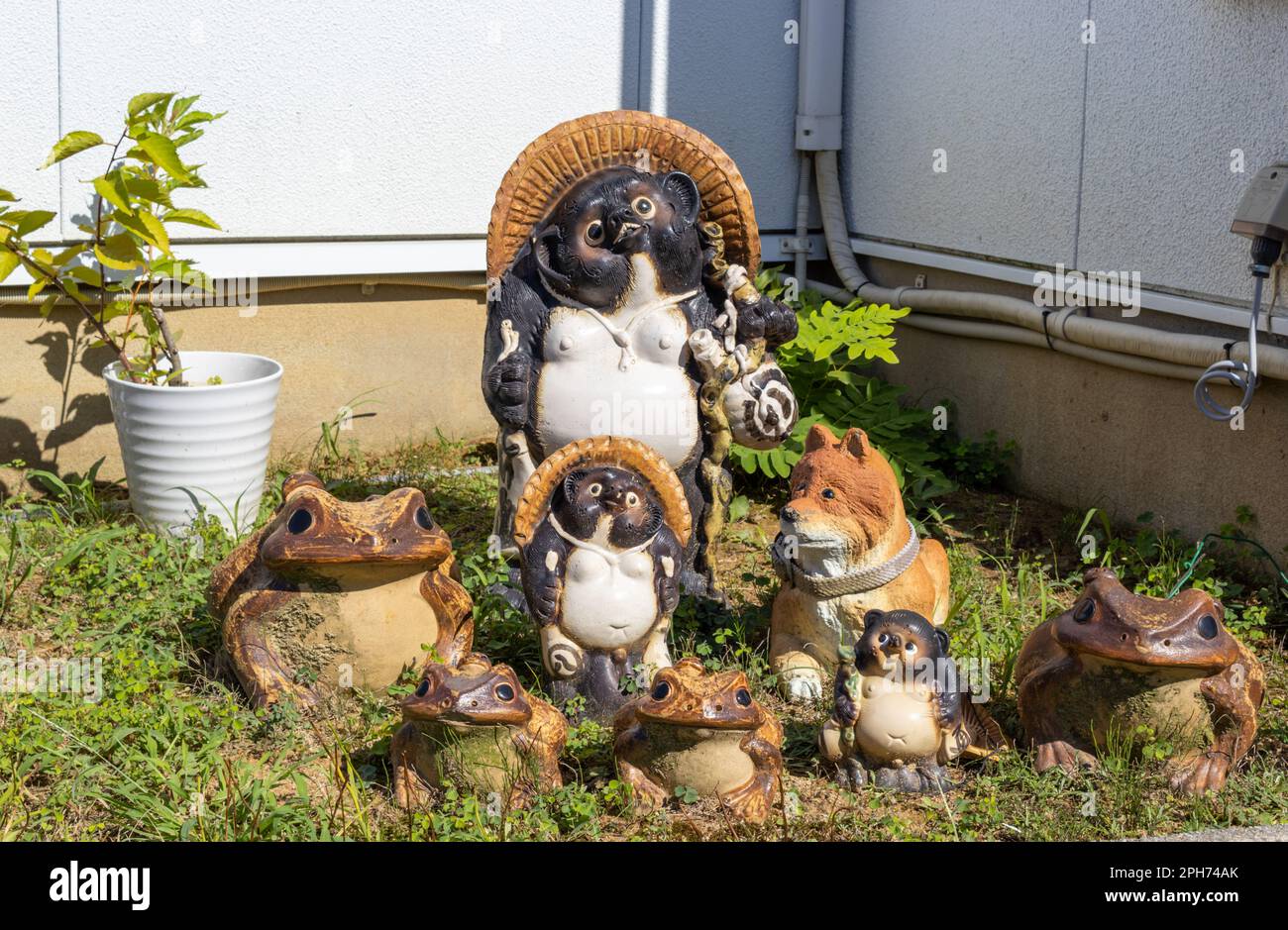 Tanuki-Waschbärhunde im Hausgarten, Kanazawa, Japan. Stockfoto