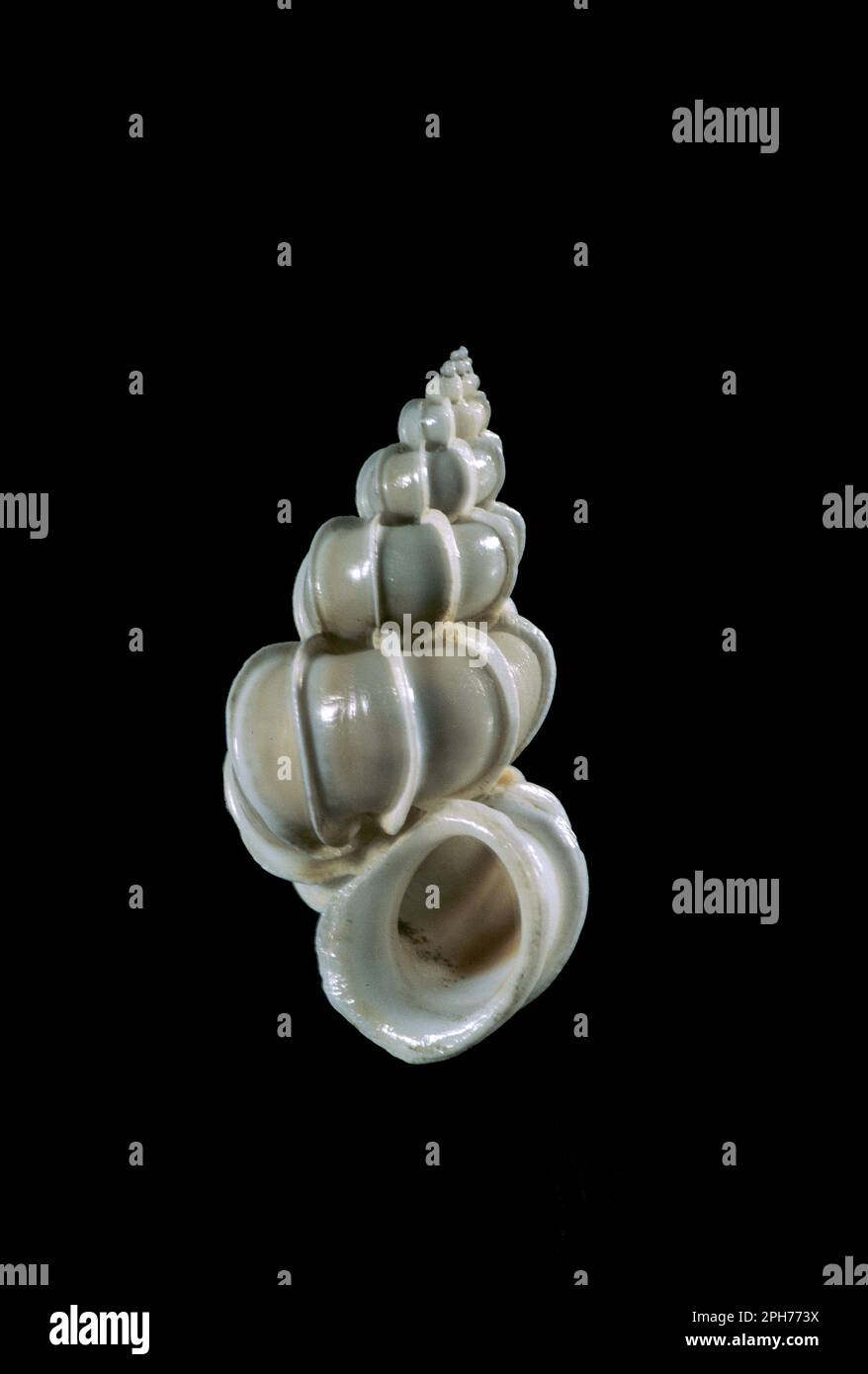 Seashell Epitonium Scalare. Indopacifico. Giappone Stockfoto