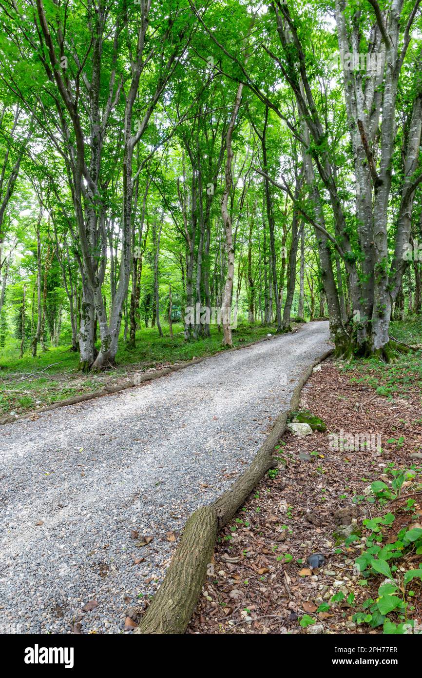 Gerader Fußweg durch den mit Moos bedeckten Kolchis-Wald im Sataplia Strict Nature Reserve, Georgia. Stockfoto