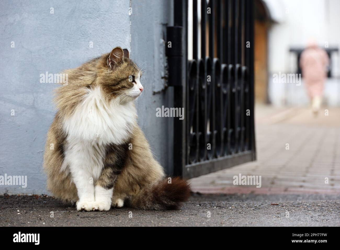 Porträt einer flauschigen Katze, die auf einer Straße neben dem offenen Tor sitzt Stockfoto