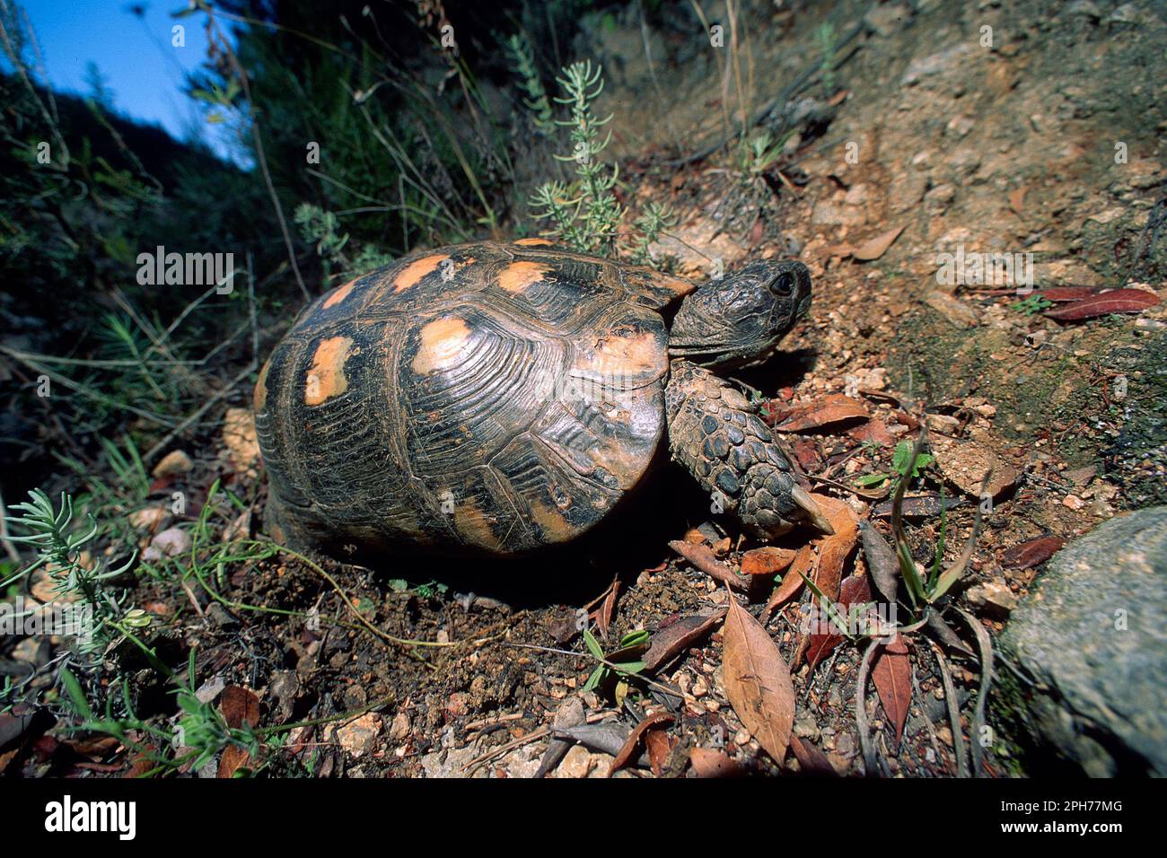 Randschildkröte, Testudo marginata. Diese Schildkröte findet man nur in Griechenland, auf einigen Inseln der Ägäis und auf Sardinien. Stockfoto