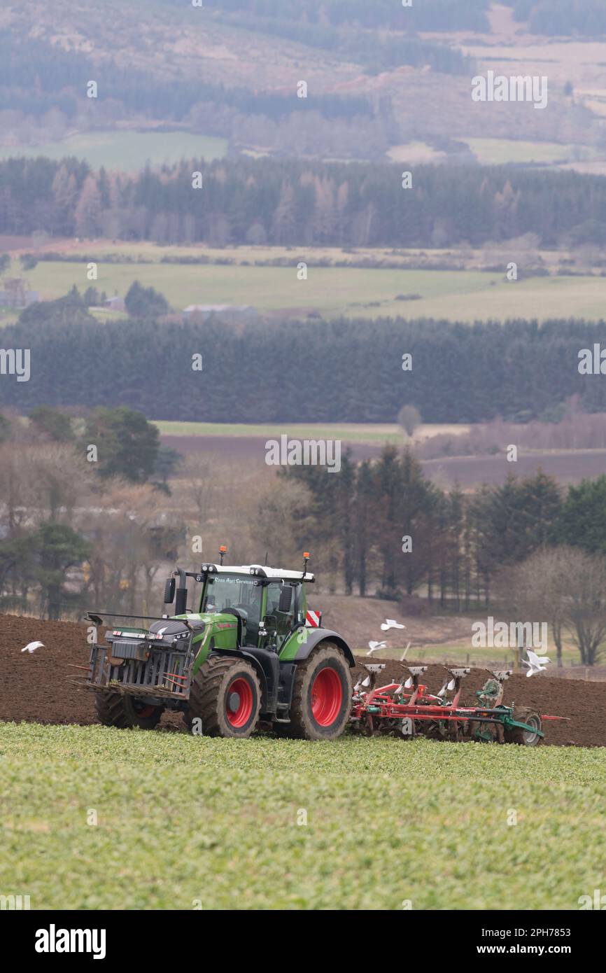Ein grüner Fendt-Traktor und ein umkehrbarer Pflug zum Pflügen in einem bedeckten Erntegut (Wicken) mit Blick auf die Landschaft von Aberdeenshire im Frühling Stockfoto