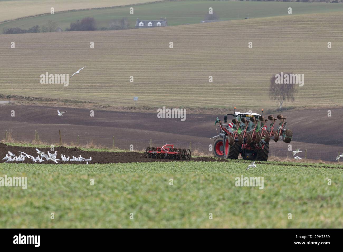 Ein Traktor von Fendt mit einem Kverneland Reversible Pflug und Doppelpacker, der am Ende eines Feldes dreht, auf dem Gründung (Vetch) gepflügt wird Stockfoto