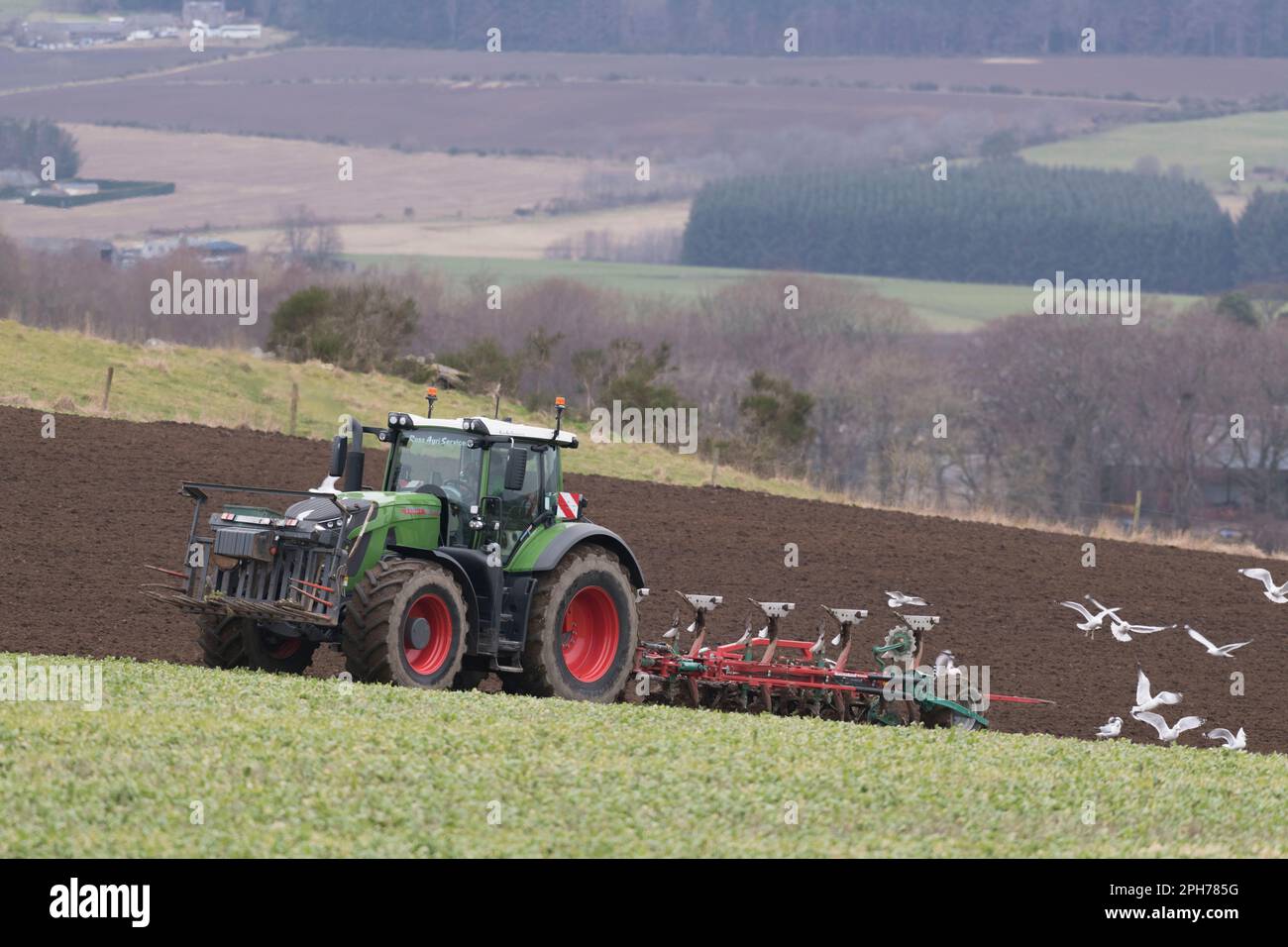 Möwen folgen einem Fendt Tractor & Kverneland Reversible Plough beim Pflügen in Gründung (Vetch) im Frühling Stockfoto