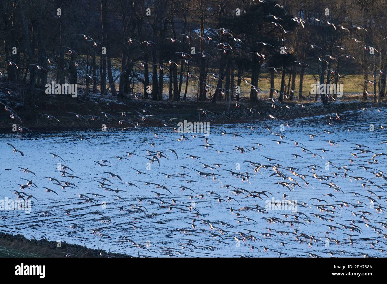 Eine große Schar rosafarbener Gänse (Anser Brachyrhynchus) landet auf einem schneebedeckten, gepflügten Feld mit ihren rosafarbenen Füßen im Sonnenlicht Stockfoto