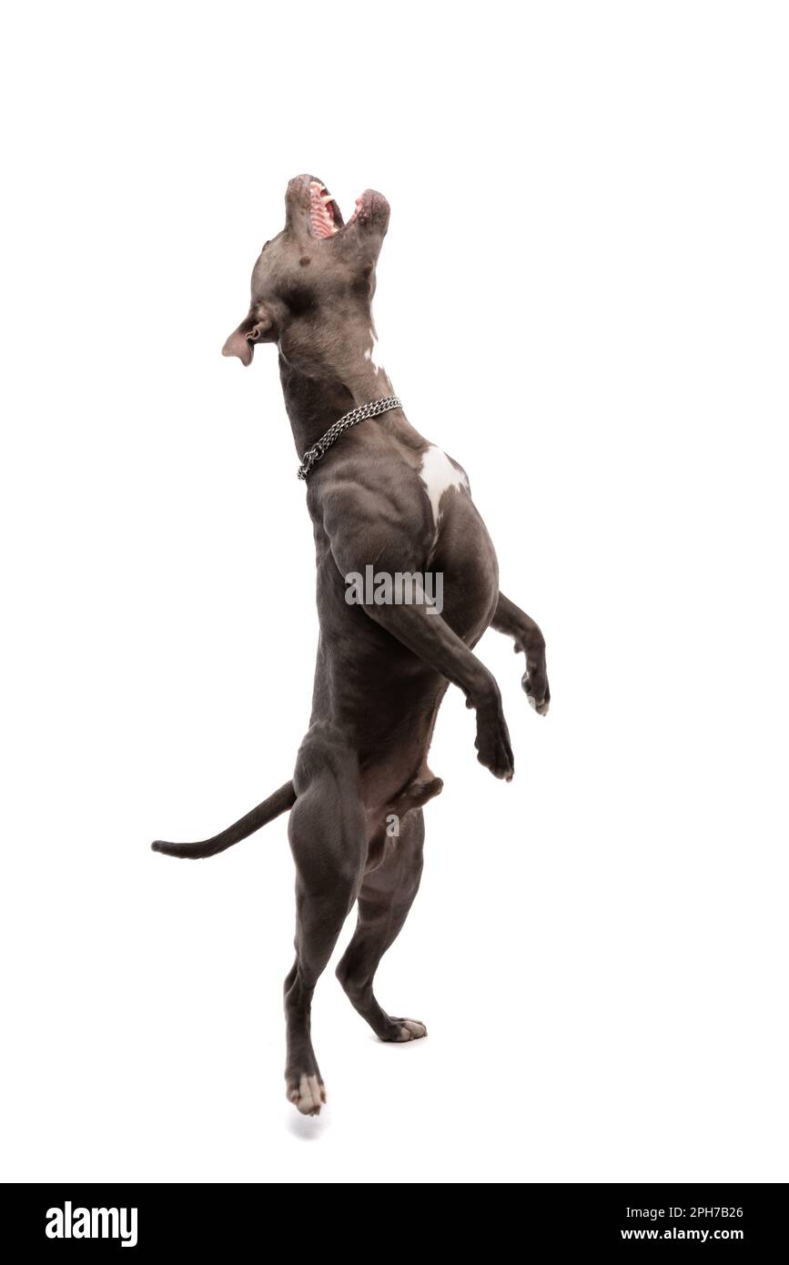 Bild des niedlichen amerikanischen Staffordshire Terrier, der laut tanzt und singt, mit einer Leine am Hals vor weißem Studiohintergrund Stockfoto
