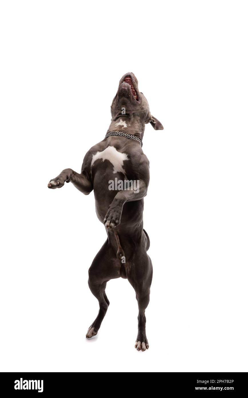 Bild des süßen amerikanischen Staffordshire Terrier, der laut tanzt und lacht, mit einer Leine am Hals vor weißem Studiohintergrund Stockfoto