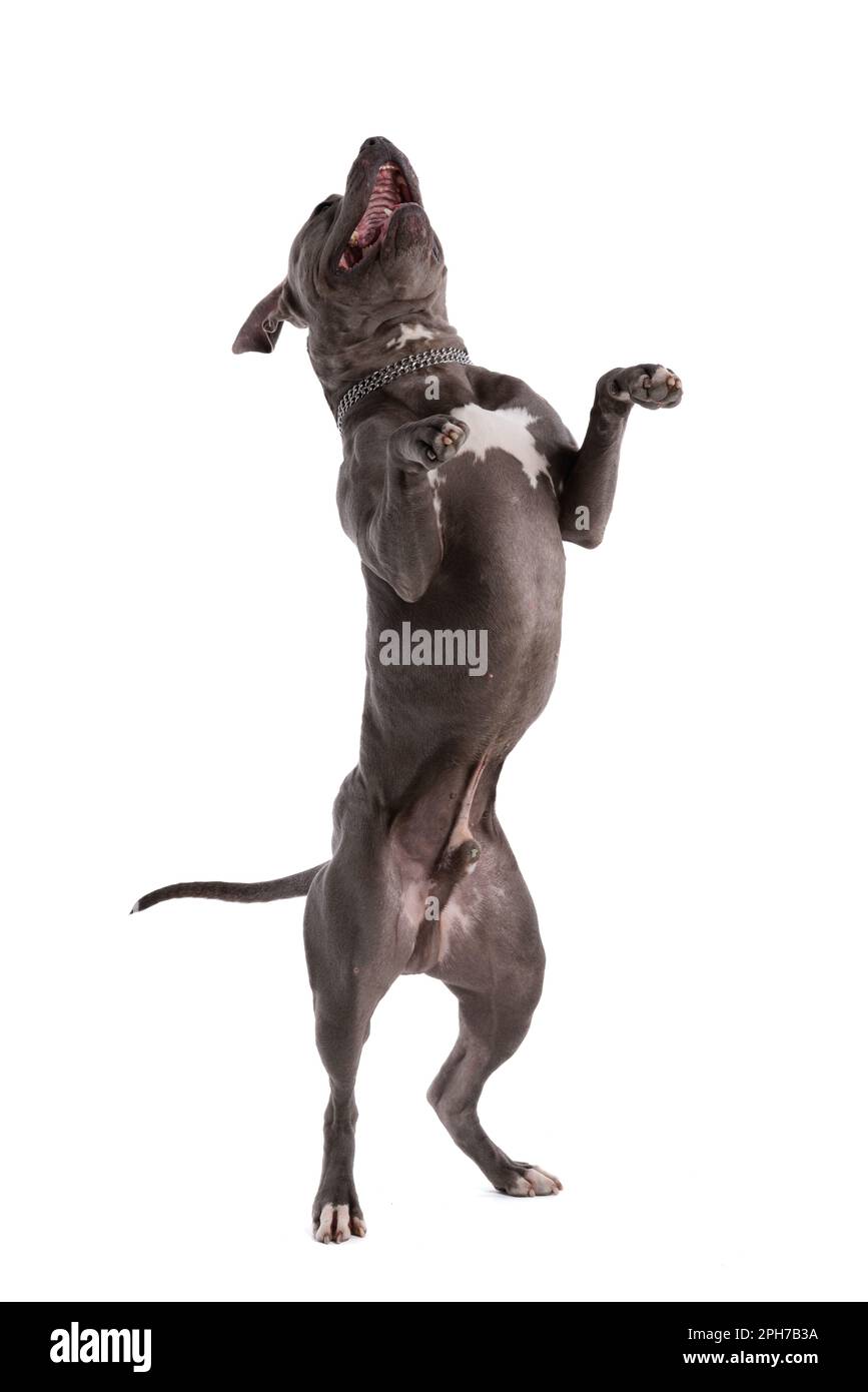 Bild des süßen amerikanischen Staffordshire Terrier-Hundes, der laut lacht und tanzt, mit einer Leine am Hals vor weißem Studiohintergrund Stockfoto