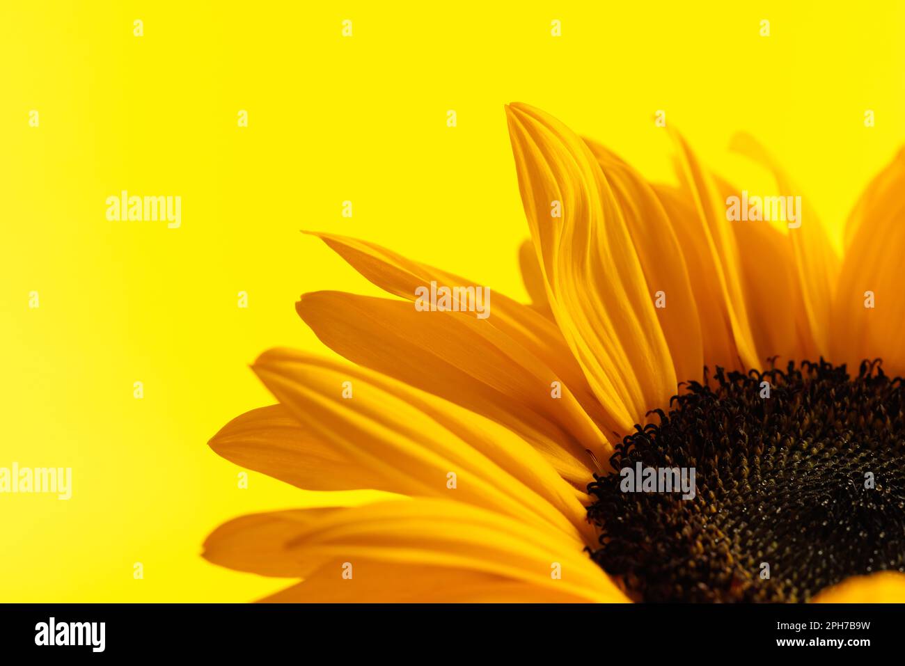 Naturthematisches Bild einer schönen gelben Sonnenblume mit großen, vollen Blütenblättern vor gelbem Hintergrund Stockfoto