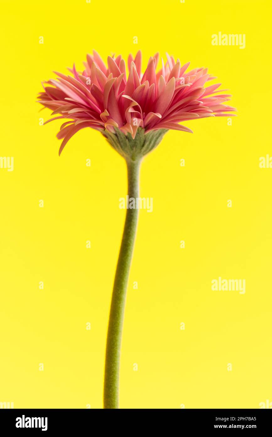 Naturthematisches Bild einer wunderbaren rosa Gerbera mit vollen Blütenblättern vor gelbem Hintergrund Stockfoto