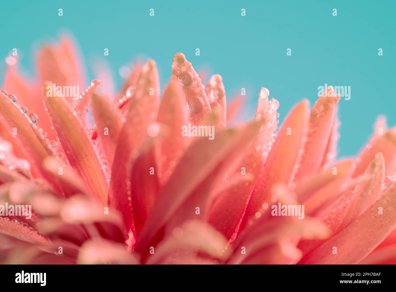 Naturthematisches Bild einer hübschen rosa Gerbera-Gänseblümchen mit Wassertropfen vor blauem Hintergrund Stockfoto