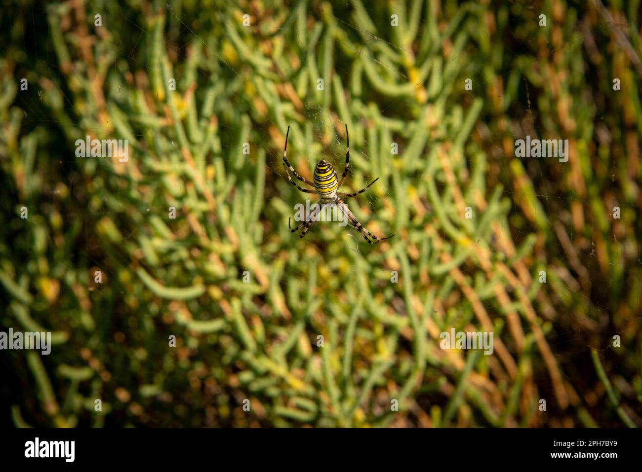 Eine gelbe Gartenspinne hat ein Netz in den Salicornienbüschen der Salzebenen in der Nähe von Narbonne, Südfrankreich, errichtet Stockfoto