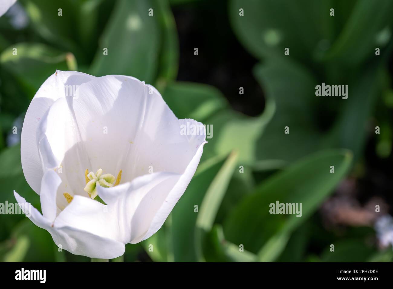 Schöner Tulipa Weißer Traum im Frühling, aus nächster Nähe Stockfoto
