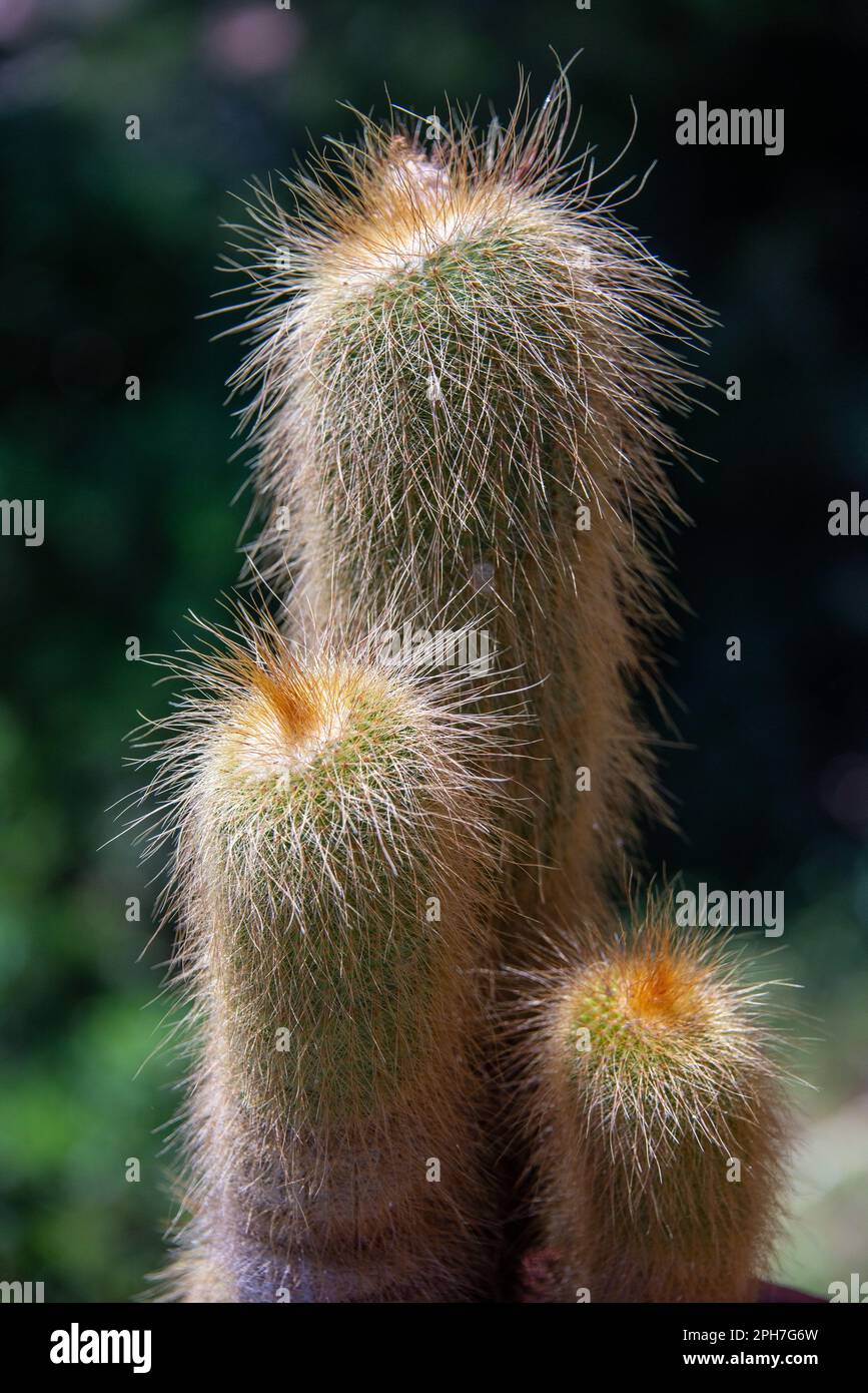 Kaktus mit Charakter: Die seltsame Schnheit eines haarig aussehenden Kaktus  im mediterranen Garten von Roquebrun in Sdfrankreich Stockfotografie -  Alamy
