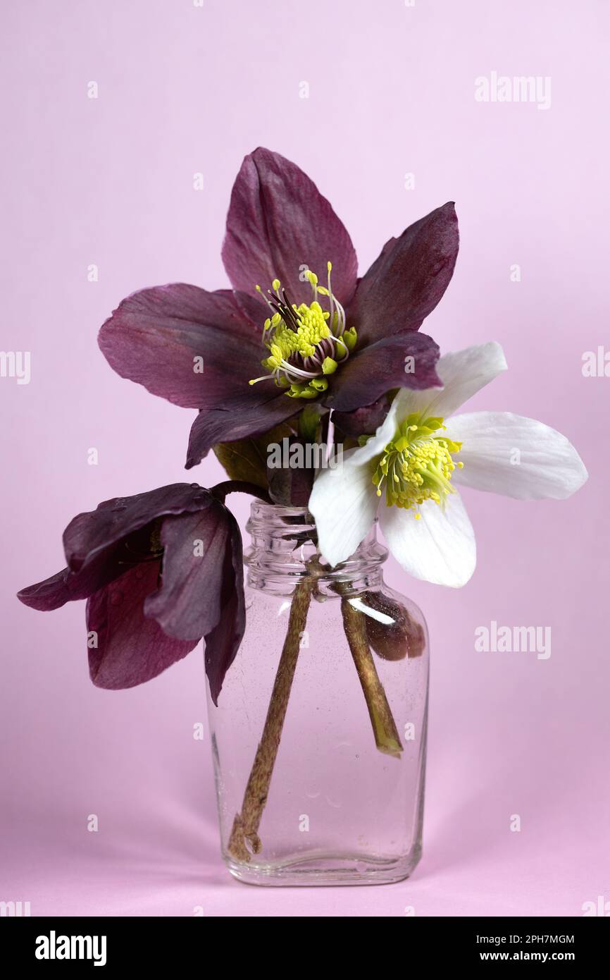 Eine kleine Vase mit geschnittenen Helleberblüten. Stockfoto