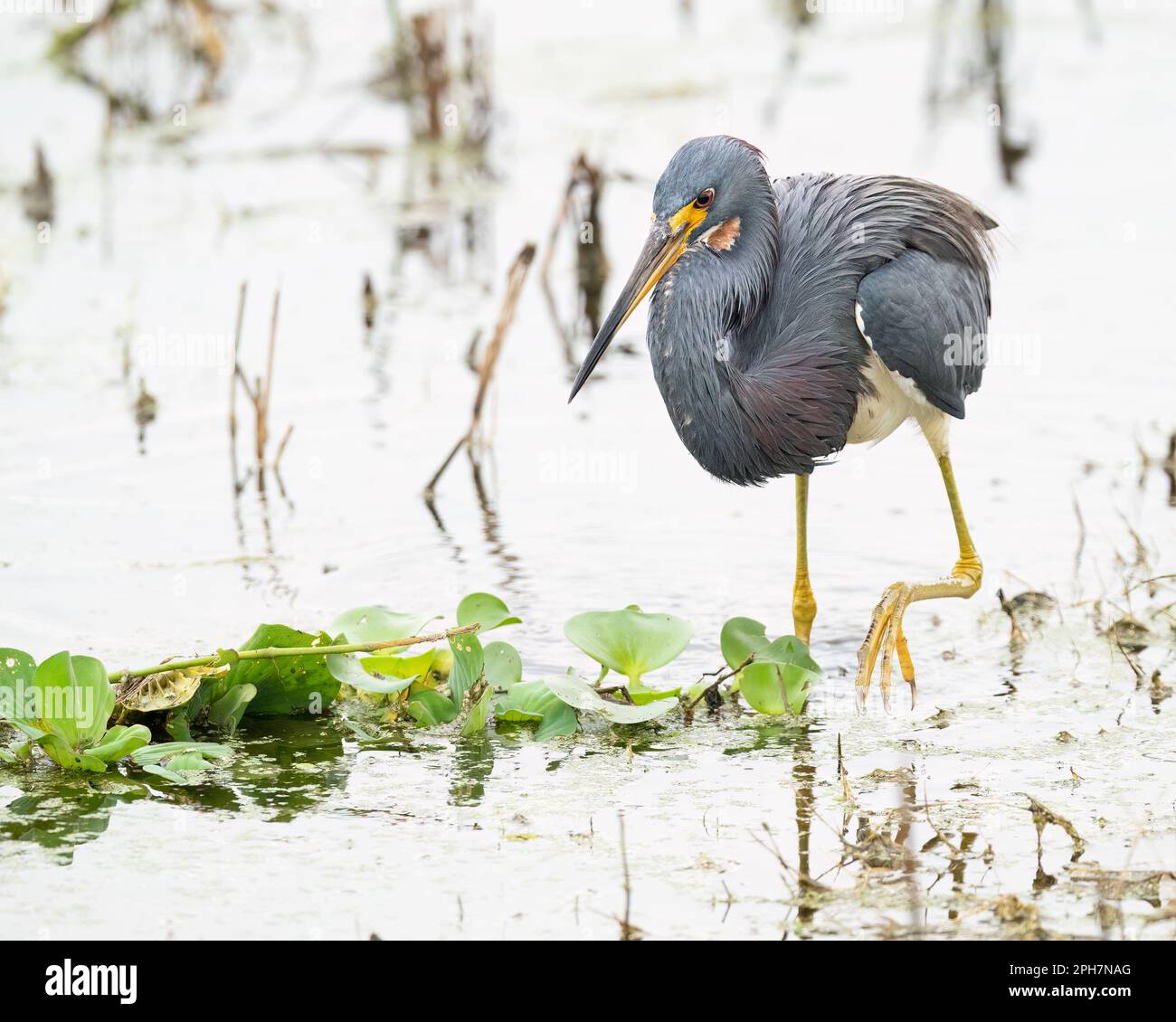 Ein dreifarbiger Reiher, der in einem Sumpf waten muss Stockfoto
