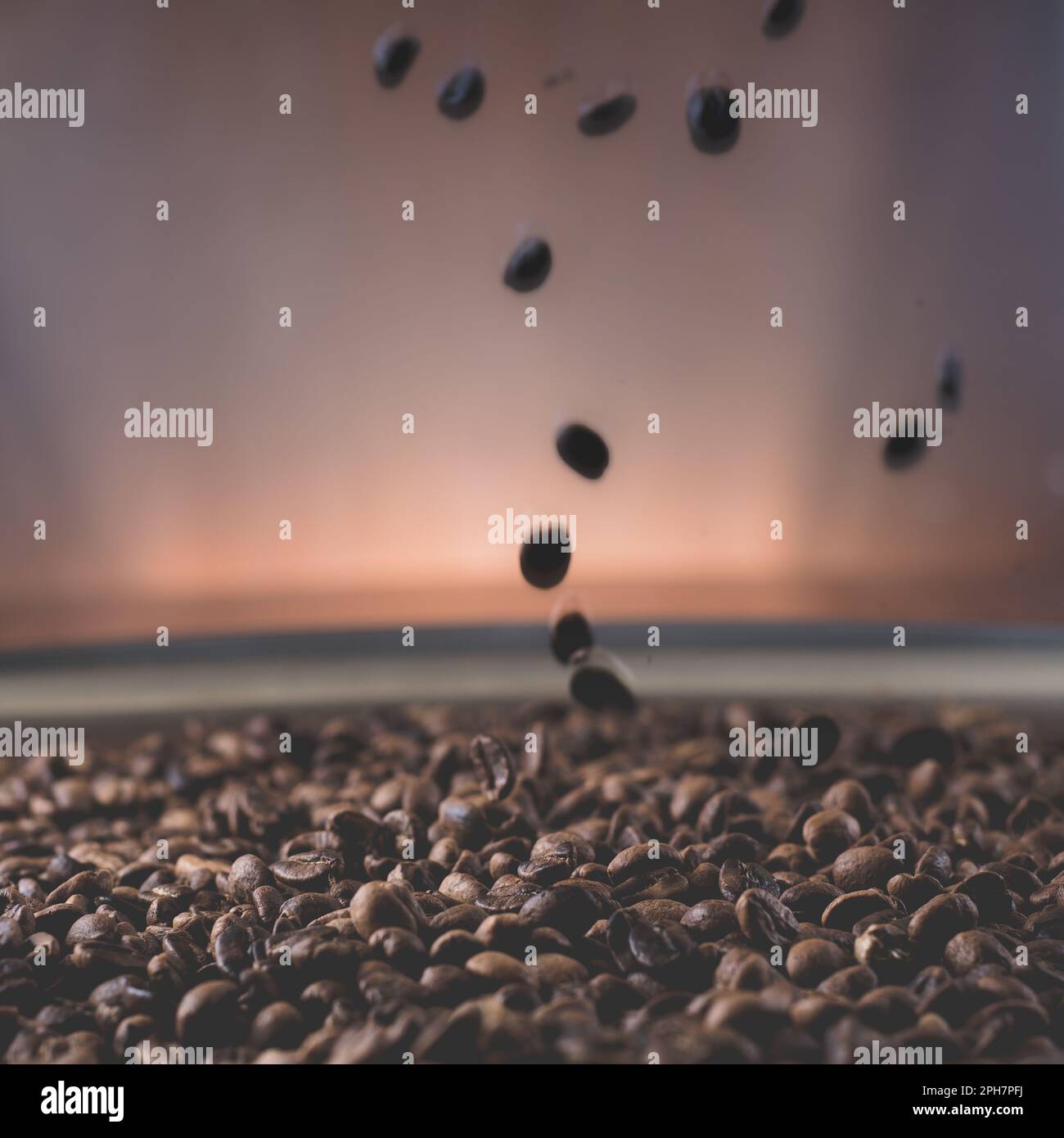 Geröstete Kaffeebohnen, die in ein Gericht voller Bohnen fallen Stockfoto
