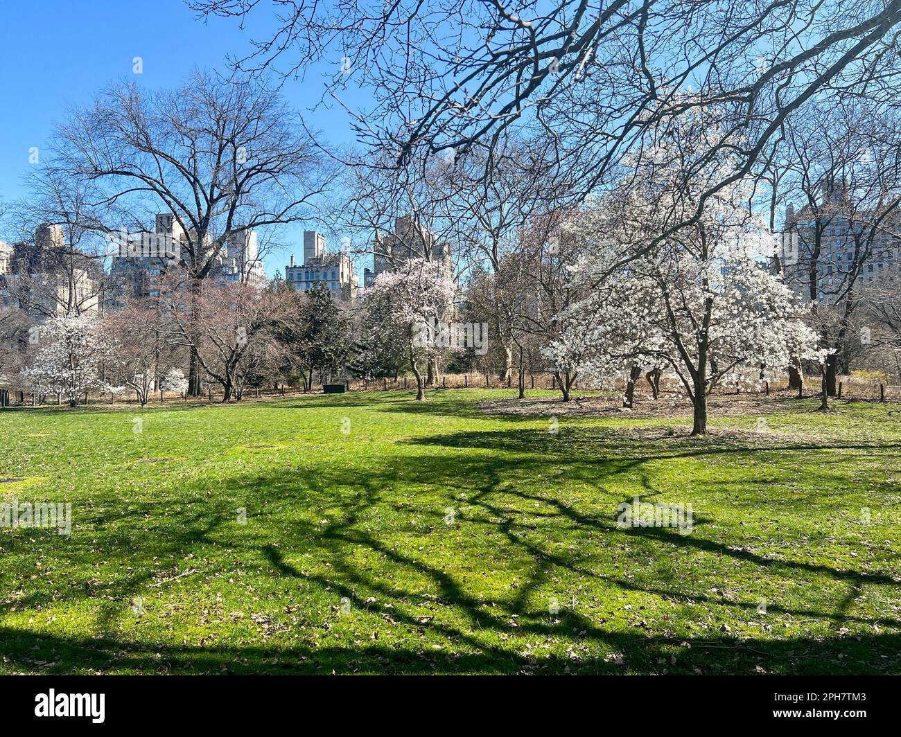 New York City, Usa. 26. März 2023. Im Frühling blühen im Central Park Blumen. Kredit: Ryan Rahman/Alamy Live News Stockfoto