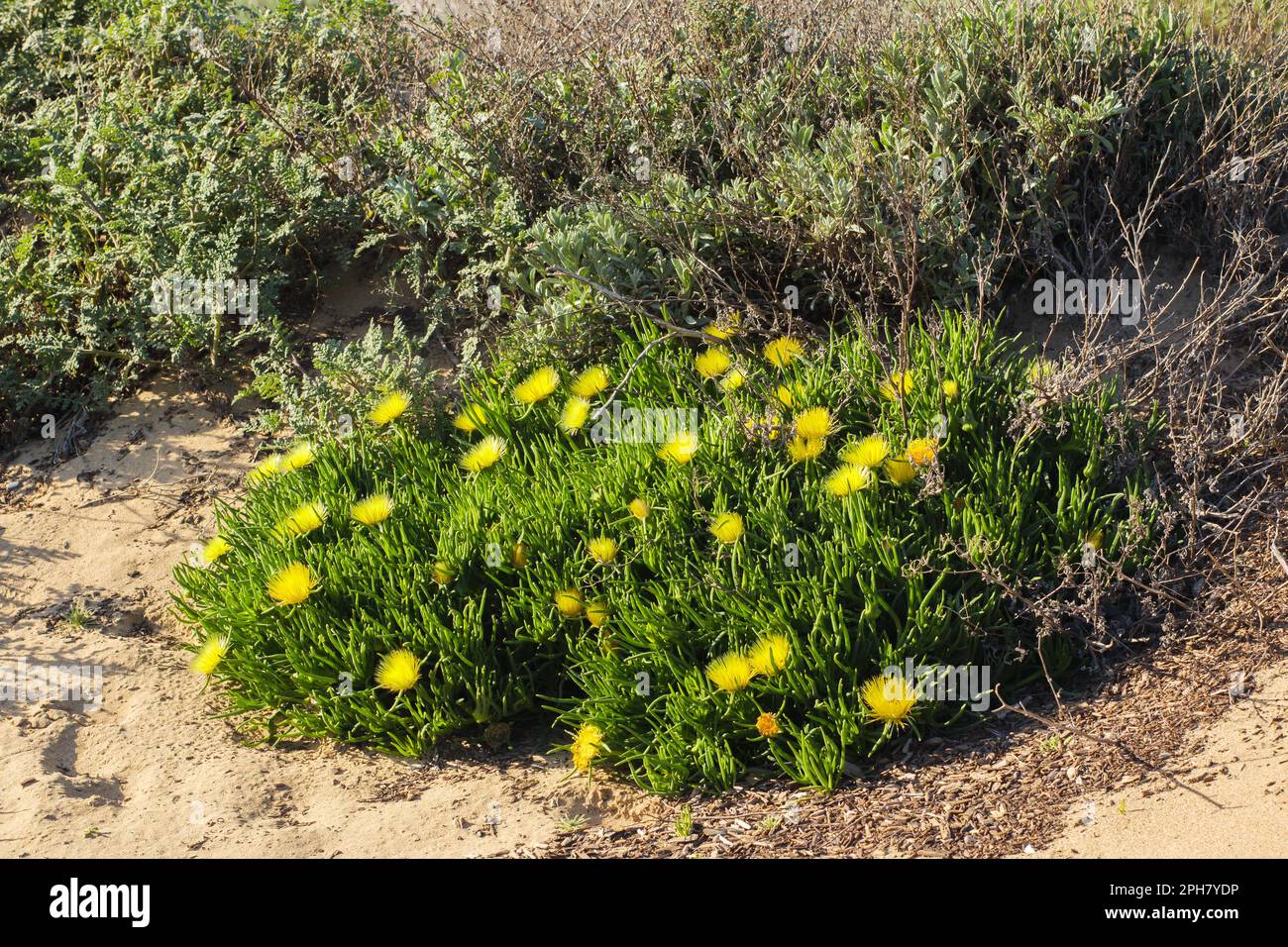Schweinewurzel (Conicosia pugioniformis), eine saftige Pflanze in der Eispflanzenfamilie, blüht mit leuchtend gelben Blumen, Sanddünen, Kalifornien Stockfoto