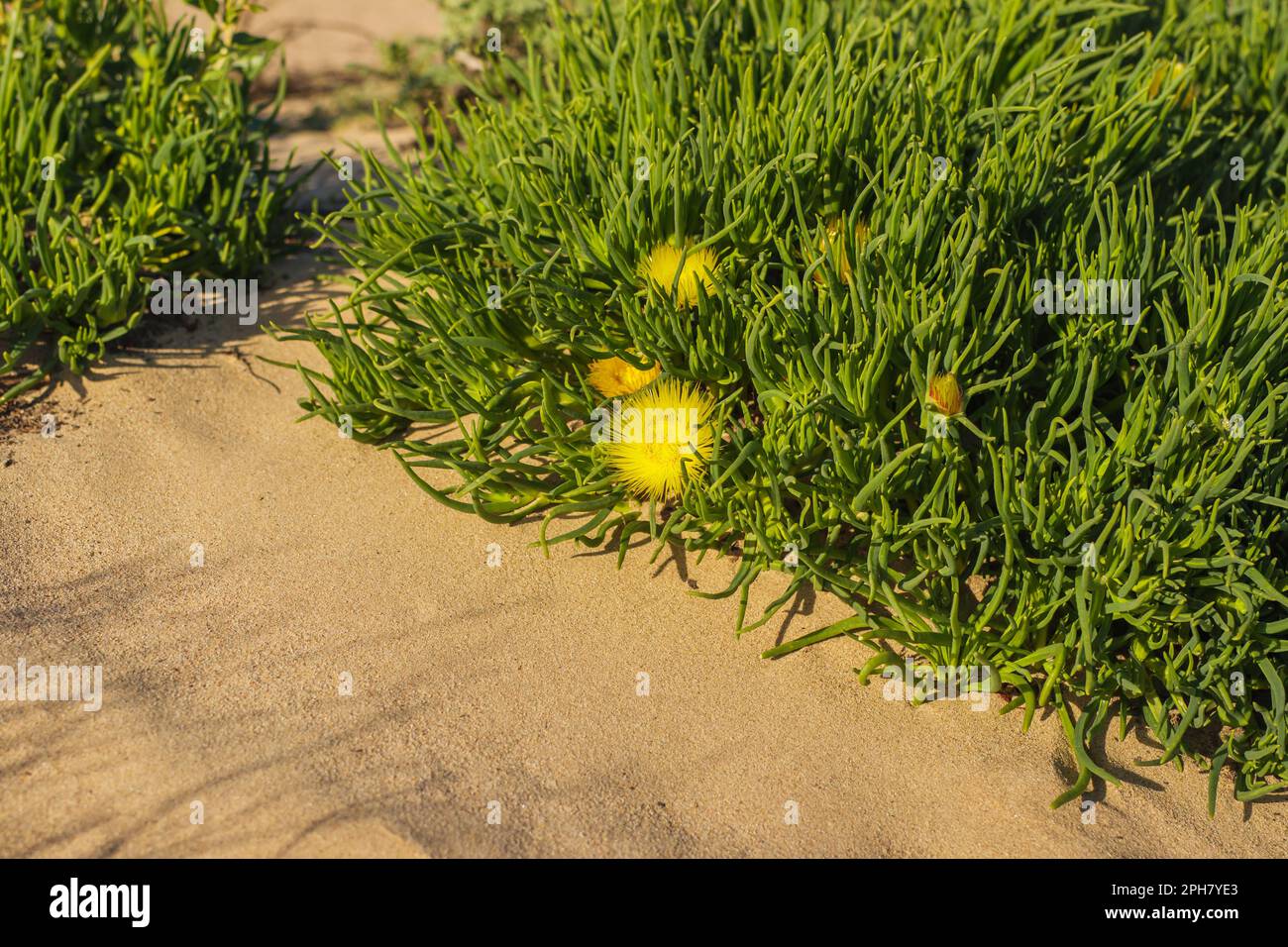 Schweinewurzel (Conicosia pugioniformis), eine saftige Pflanze in der Eispflanzenfamilie, blüht mit leuchtend gelben Blumen, Sanddünen, Kalifornien Stockfoto