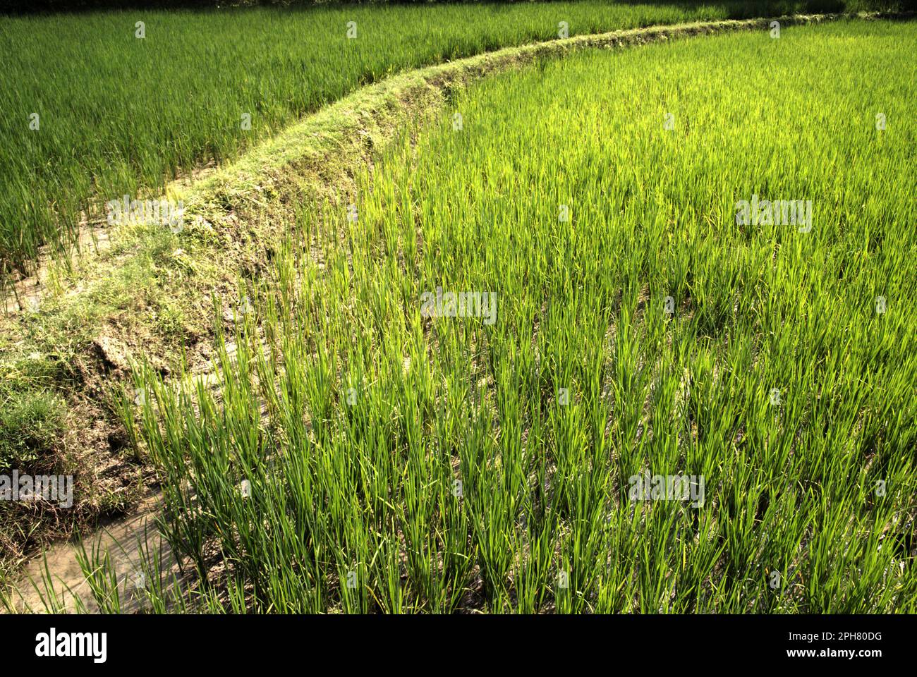 Pfad an einem Ufer durch Reisfelder in Kradenan, Blora, Zentraljava, Indonesien. In Bezug auf Entwicklungsländer könnten agroökologische Ansätze die Herausforderungen des Klimawandels und die Ernährungssicherheit angehen, so der vom Weltklimarat (Intergovernmental Panel on Climate Change, IPCC) veröffentlichte Bericht von 2023 mit dem Titel „Climate Change 2022: Impacts, Adaptation and Vulnerability“ (Klimawandel: Auswirkungen, Anpassung und Verwundbarkeit). Angesichts der Tatsache, dass Reisfelder eine wichtige Methanquelle sind, wurde die Verwendung von Biochar als mögliche Strategie zur Verringerung der Treibhausgasemissionen aus Böden, zur Verbesserung der Kohlenstoffbestände im Boden und zur Stickstoffretention empfohlen... Stockfoto
